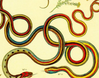 Portuguese Snake & Lizards Herpetology Natural History Lithograph Chart Poster Print To Frame