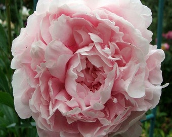 Peony Pale Rose Flower Seeds (Papaver Paeoniflorum) 100+Seeds