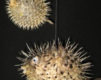 5" PORCUPINE FISH,Taxidermy,Sea life, Marine Life,Preserved Porcupine fish,free shipping
