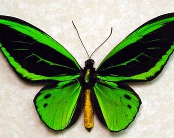Birdwing Butterfly 584