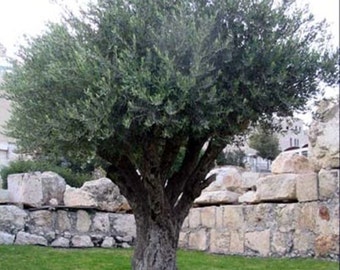 Olive Tree Seeds, Olea europaea - 25 Seeds