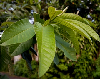 Fresh Guava leaves tea organic grown freshly picked 3 oz app 50-70 pcs