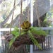 FREE SHIPPING = Driftwood Air Plant Hanging Holder * Swinging"Nautical Style"