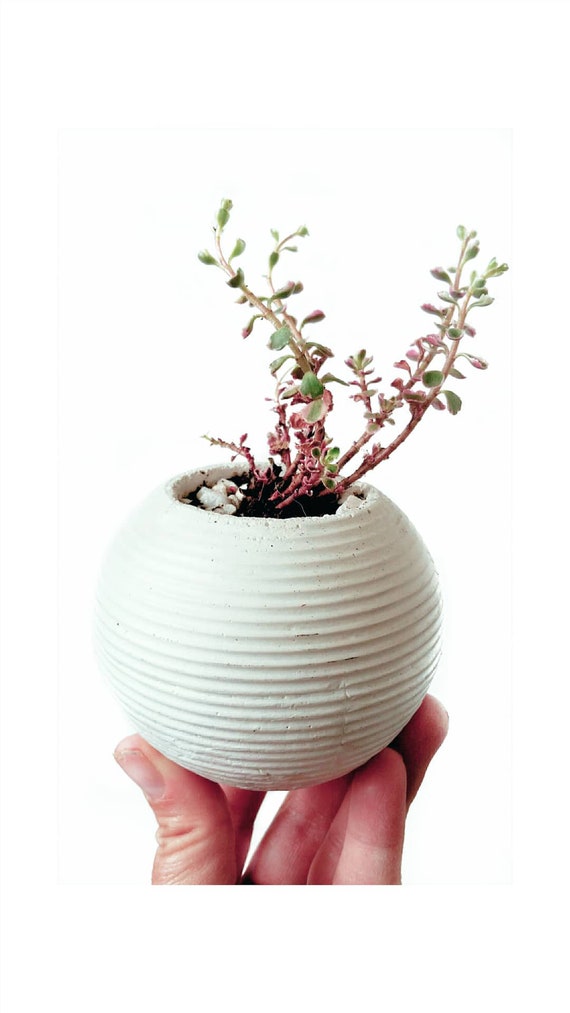 Modern Planter/Concrete Planter/Cactus Planter/Modern Decor/Succulent Planter/Indoor Planter/Office Planter/Sphere planter/orb planter