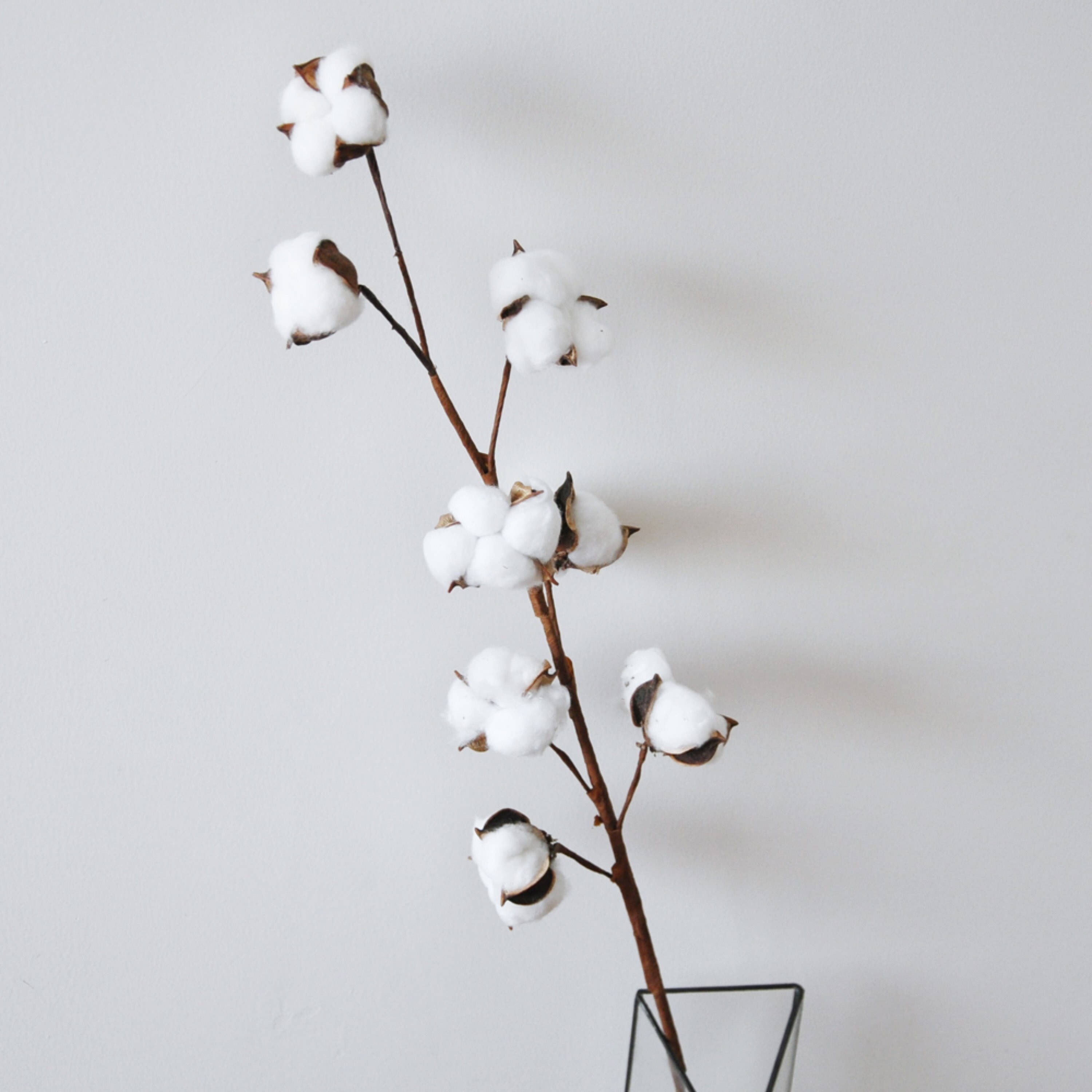 Dried Cotton Branch 29.5 Long 8 Cotton Balls Branches