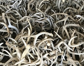 5 Lbs Premium Grade Natural Deer Antlers Whitetail Buck Horns Great for Projects and Home Decor