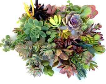 30 succulent cuttings succulent clippings mixed succulent clippings succulent kit succulent plant cuttings