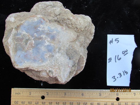 coprolite dinosaur dung