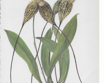 Botanical Print of a Masdevallia Orchid