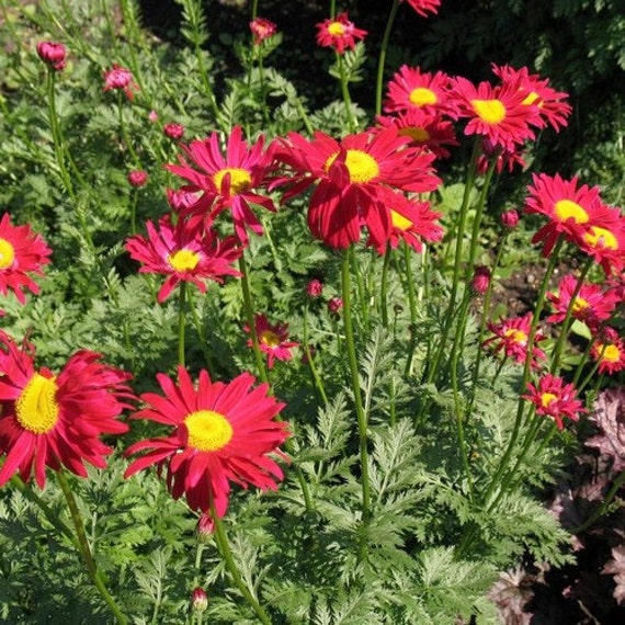 Chrysanthemum Robinson Red Flower Seeds Chrysanthemum