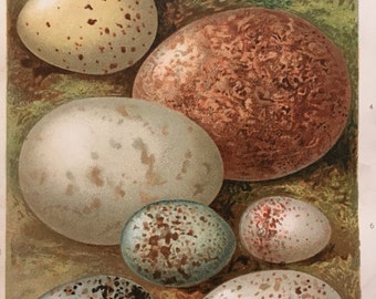 Antique Original Print 1901 British Birds Eggs