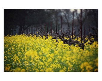 Landscape Photography. Nature. Vineyard. Mustard plant. Bright. Sonoma. Napa. Yellow and Green. Spring Photography. Home Decor