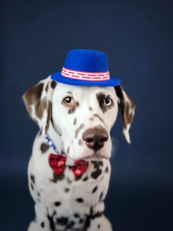 Fourth of July Costume for Dogs || Uncle Sam Hat || Independence Day Hat and Bow Tie