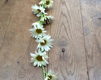 daisy garland (real flowers) for your wedding (5 meter)