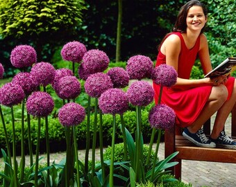 80pcs Purple Giant Allium Giganteum Flower Seeds Garden Plant Beautiful (US ONLY)