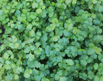 Wild West Organics Lush Organic Cilantro Seeds (Coriander)