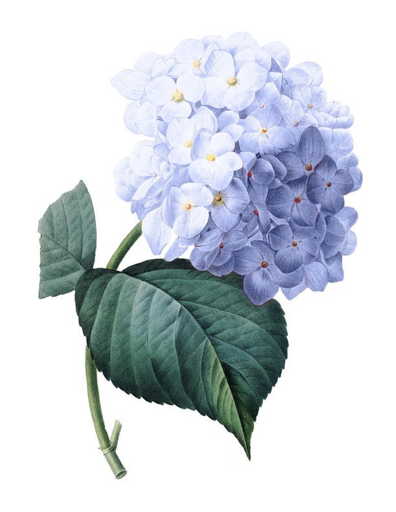 Blue Flower Printable Printable Word Searches