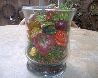 Under Glass Living Growing Succulent Plants Terrarium