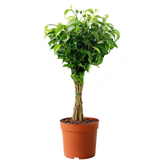 LIVE Ficus Benjamina Green aka Weeping Fig Benjamin Fig LIVE Ficus Benjamina Green aka Weeping Fig Benjamin Fig