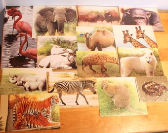 Safari animal pictures,safari pictures,Scrapbooking safari animal picture pack supplies,B-40,scrapbooking supplies,lion,elephant,zebra,hyena