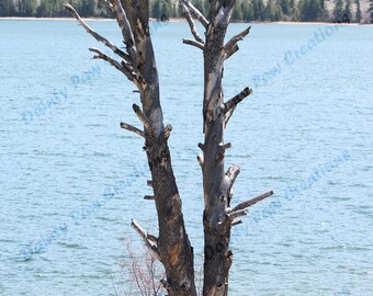 Tree on Lakeshore Photograph