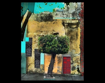 Cuban tree manipulated photo.