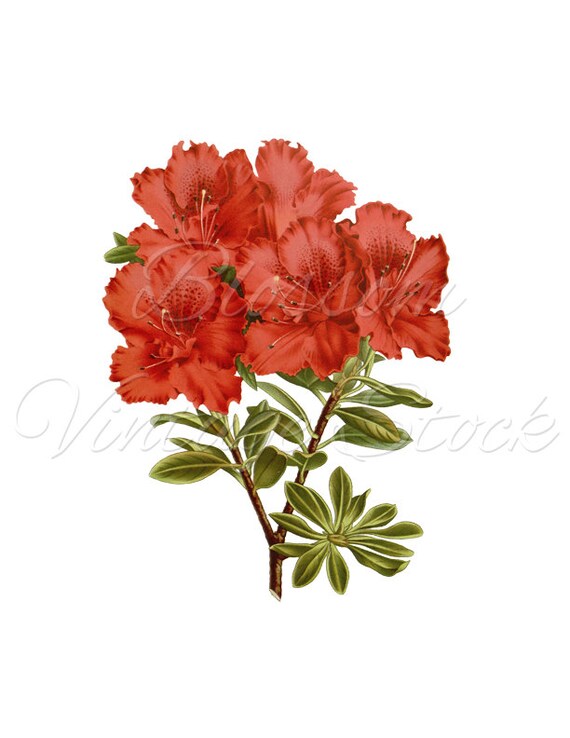 Red Flowers Botanical Print Botanical Clipart PNG Digital
