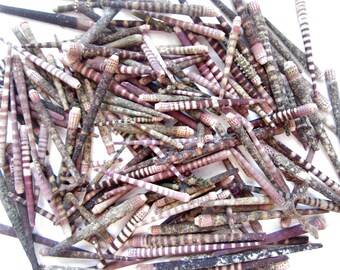 Broken Sea Urchin Spines 1/2-2"-3 oz-Sea Urchin Spines Bulk-Sea Urchin Spines Craft Supplies-Beach Home Decor-Sea Urchin Bulk-Sea Life ecor