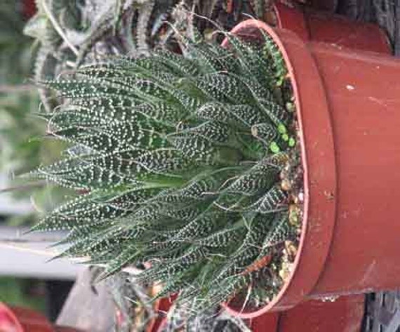 Aloe Aristata Large Succulent Plant