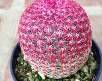 Cactus Plant - Medium Rainbow Hedgehog Cactus