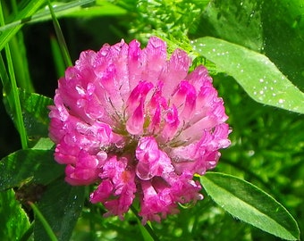 Dew bejeweled clover, pink, dew, green