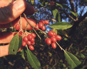 100 Elaeagnus umbellata Seeds, Autumn Olive Seeds