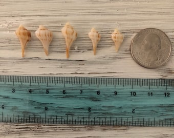 5 Mini Lightning Shells from Southwest Florida seashells