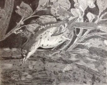 original pencil drawing of Pompeii bird (1)