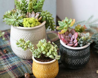 Set of 3 - Beautiful Color Ceramic Planters, Succulent Planter, Mini Planter,Ceramic Planter,Ceramic Pot,Mini Pot,Home Decor, office decor