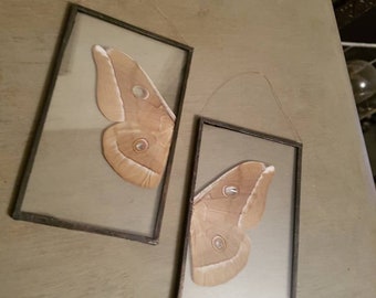 Taxidermy moth wings in glass
