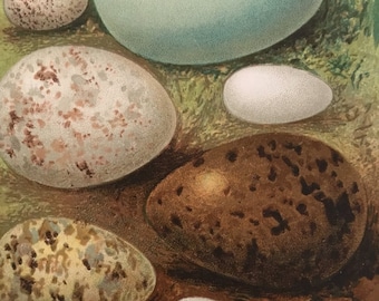 Antique Original Print 1901 British Birds Eggs