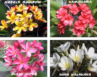 10 Plumeria ( Frangipani, Hawaiian Lei Flower ) Seeds, Rare Exotic Flower Plant Seeds, Mix 4 Colors