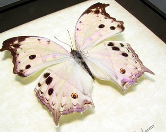 Wedding Gift Mother Of Pearl Real Framed Butterfly 200