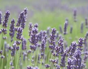 Lavender Seeds, Vera, True Lavender, Heirloom, Flower, Grow your own, 20 Seeds