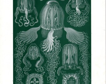 1899 Ernst Haeckel Print Cubomedusae Jellyfish Poisonous Sea Life 1st Ed Lithograph Plate 78 Haeckel Art