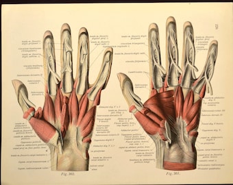 Human Hand Wall Art Print Medical Wall Decor Anatomy Hand