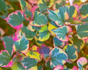 Houttuynia cordata 'Chameleon' Plant