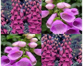 PURPLE FOXGLOVE Flower Seeds - Digitalis Purpurea Seed - FOXGLOVES ~ Full Sun Or Shade - Zone 3-9, Choose From 8,000 or 100,000