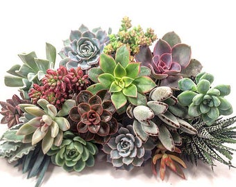 Succulent Plant Plugs (5)