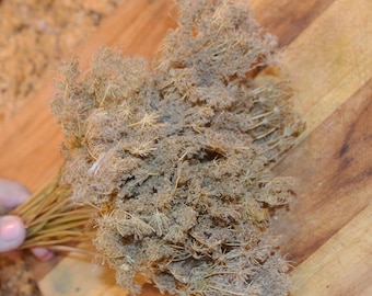Queen Annes Lace, Dried Queen Annes Lace