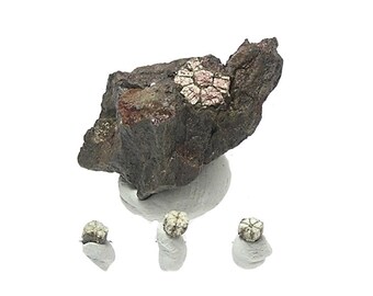 Cherry Blossom Stone Sakura Ishi Mica Pseudomorphing Cordierite Geological Oddity from Japan Thumbnail Mineral Specimen Tiny Earth Treasure