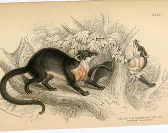 1836 galidictis chrysogastes original antique animal engraved print