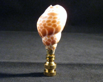Lamp Finial-Small Babylon Japonica Shell W/Polished Brass Base