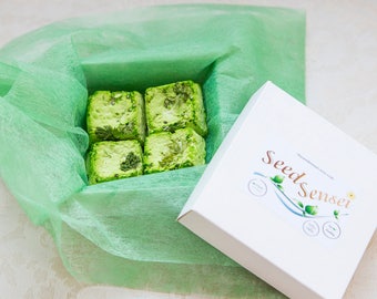 Herbs seed bomb pack, herb mix square seed bombs, handmade seed bombs, eco friendly gift, plantable paper seedbombs